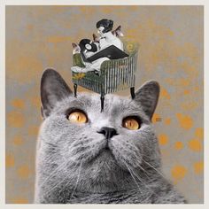 No.294_Cat Lady