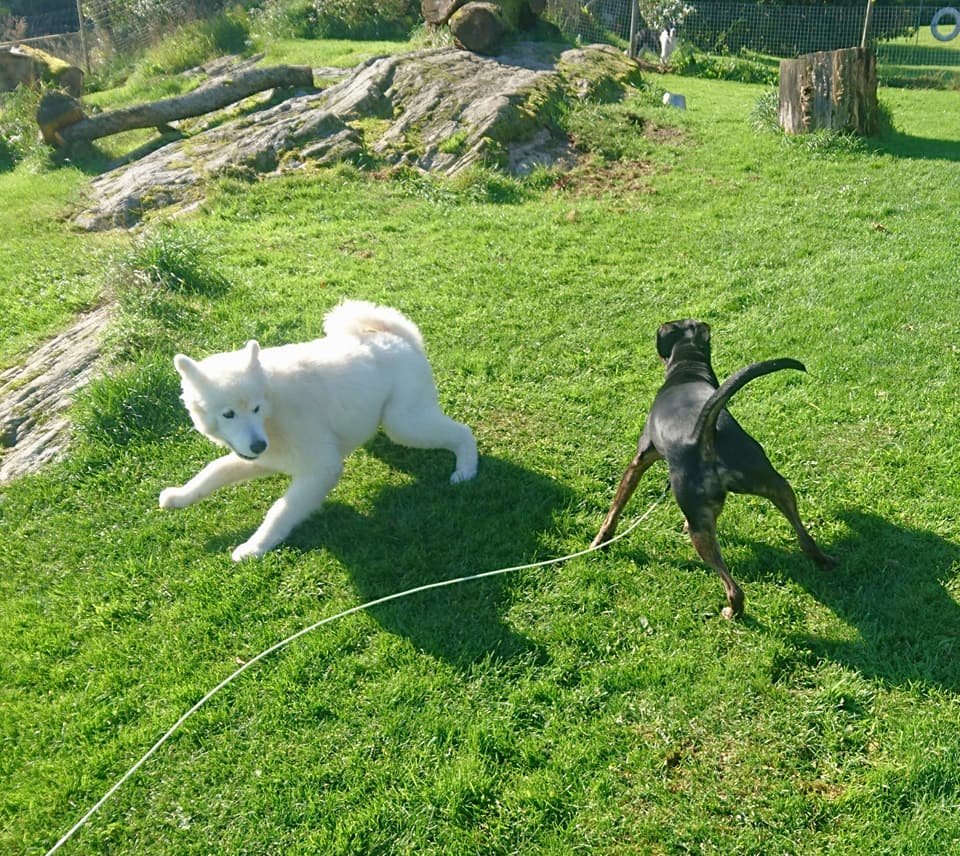 MM Hund galleri bild 4