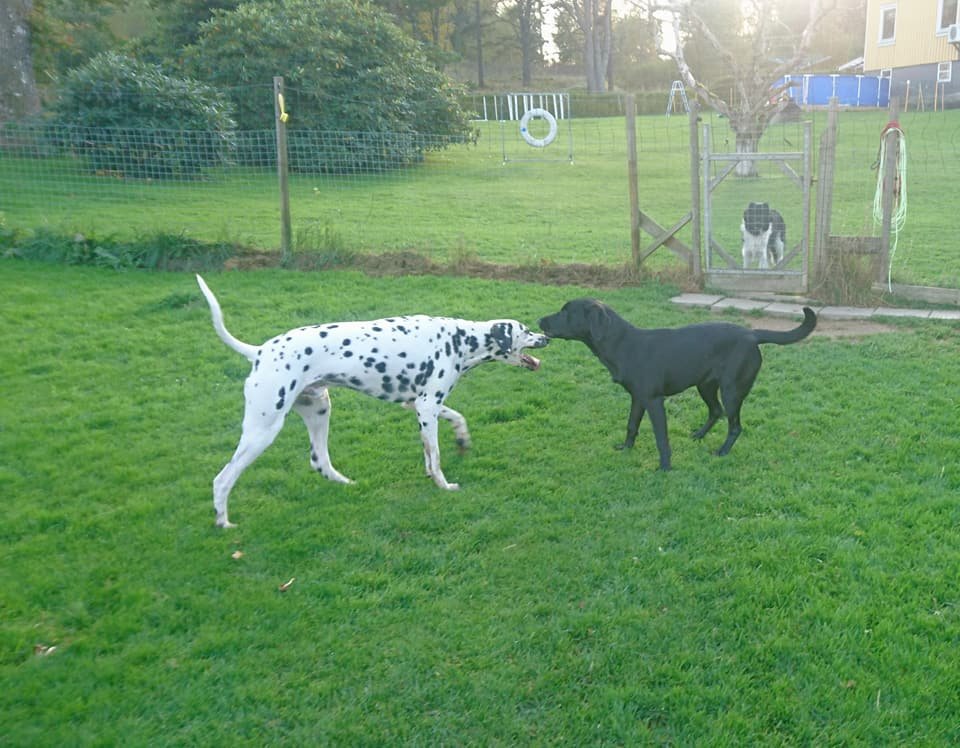 MM Hund galleri bild 3