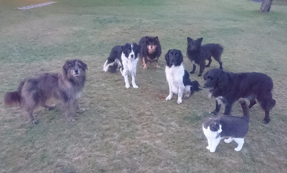 MM Hund galleri bild 5