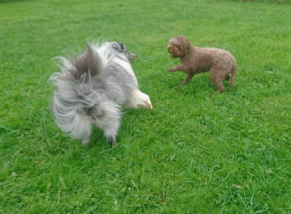MM Hund galleri bild 11
