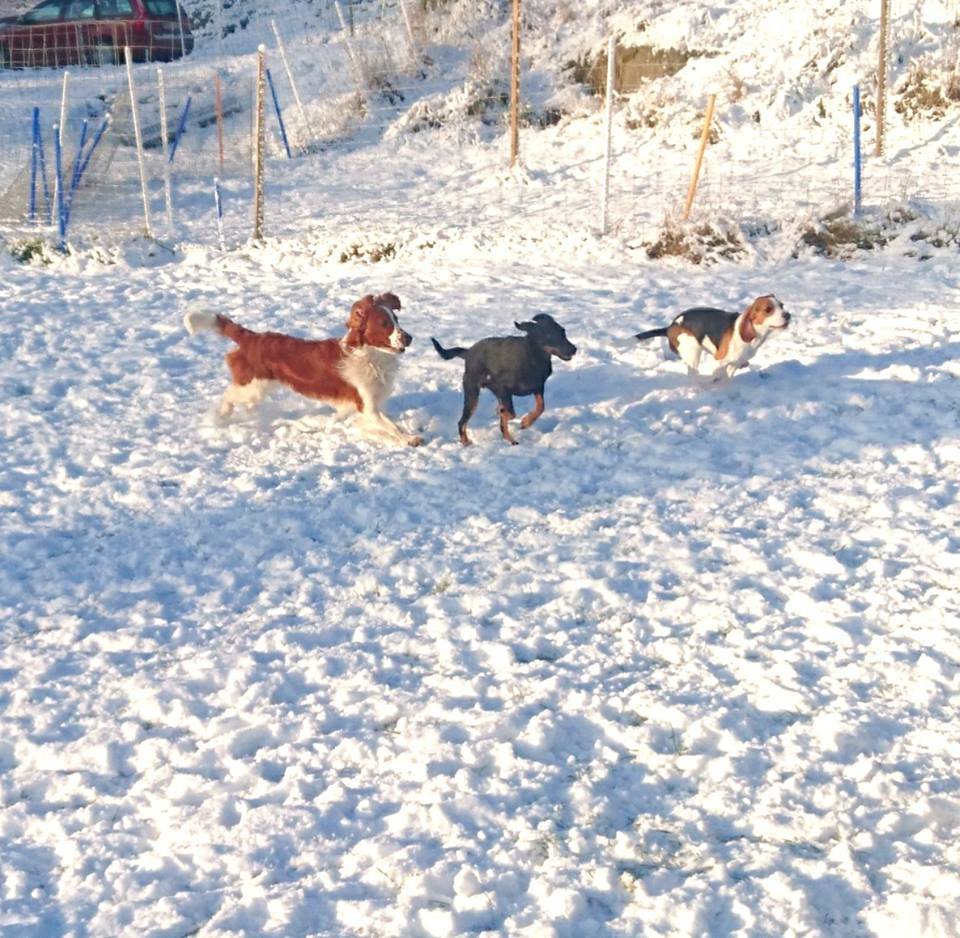 MM Hund galleri bild 8