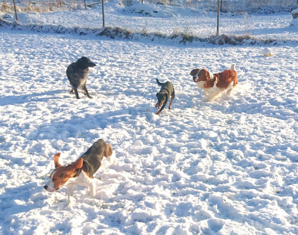 MM Hund galleri bild 7
