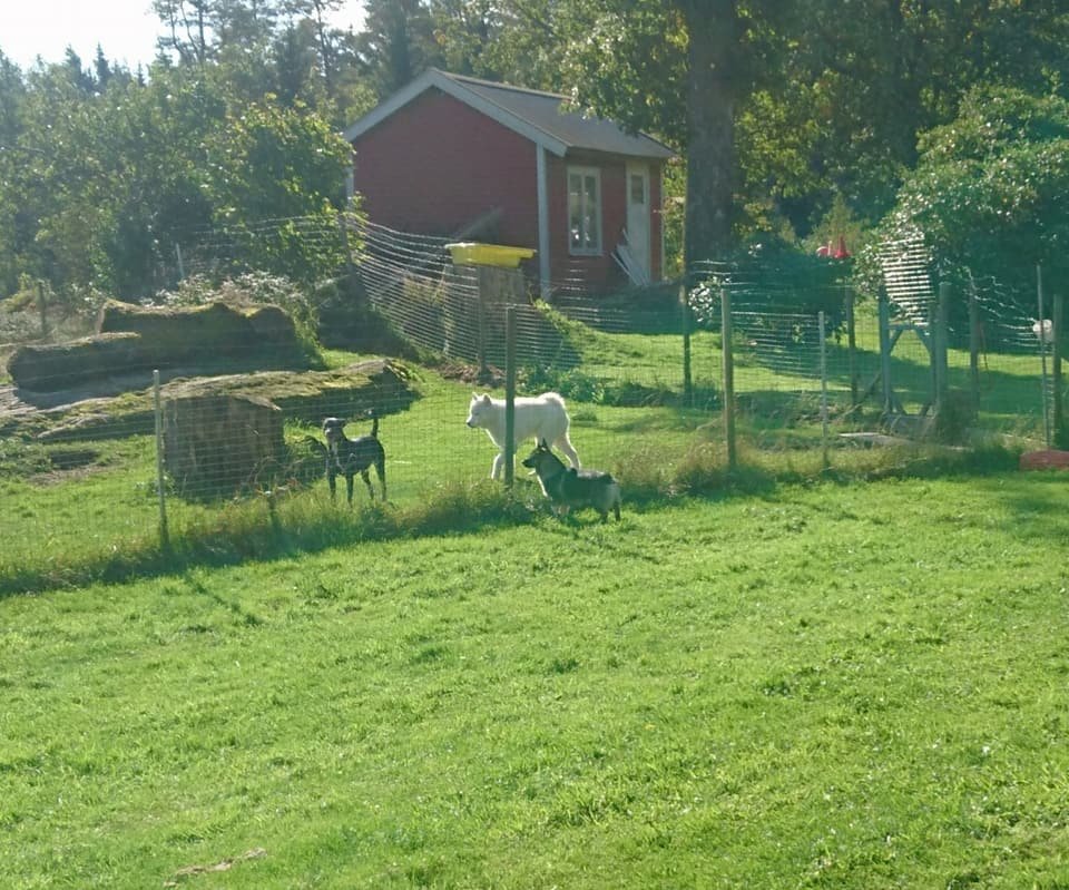 MM Hund galleri bild 1