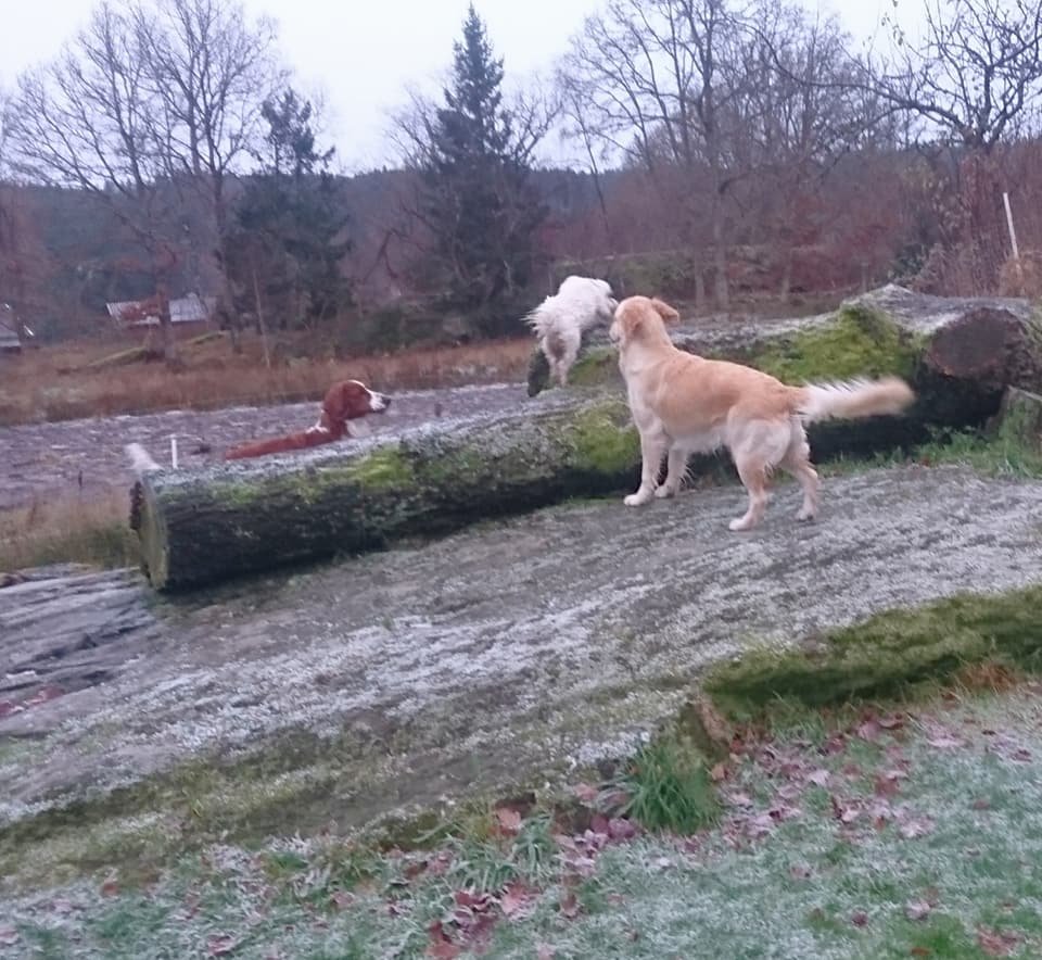 MM Hund galleri bild 6