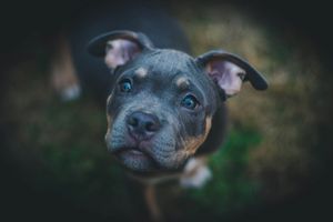 Stafford Pup met Zachte Blik – Vertrouwen Opbouwen van bij de Start
