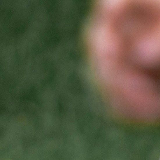 Bruine Puppy in Actie – Eerste Stapjes naar Vertrouwen bij Modderpootjes