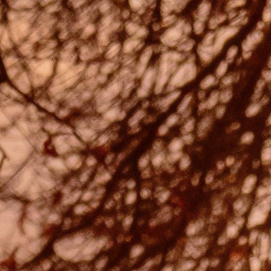 Vrouw wandelt met haar hond over een landelijk pad tijdens een warme zonsondergang, met bomen en weide op de achtergrond