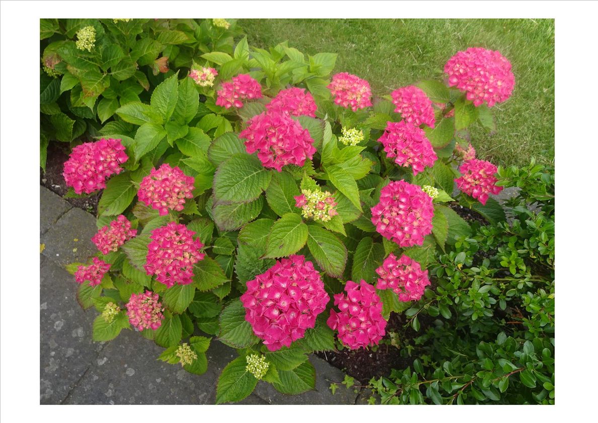 Hortensia