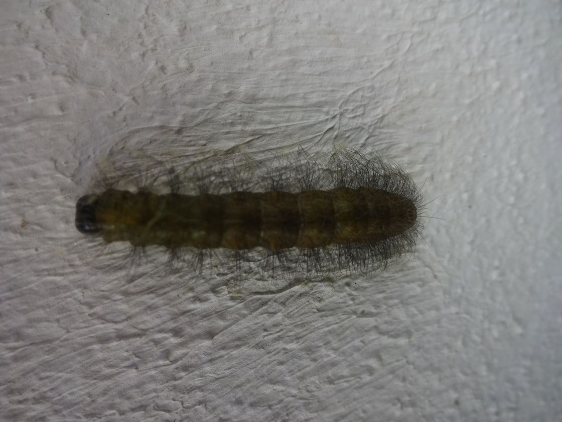 Pusseworm