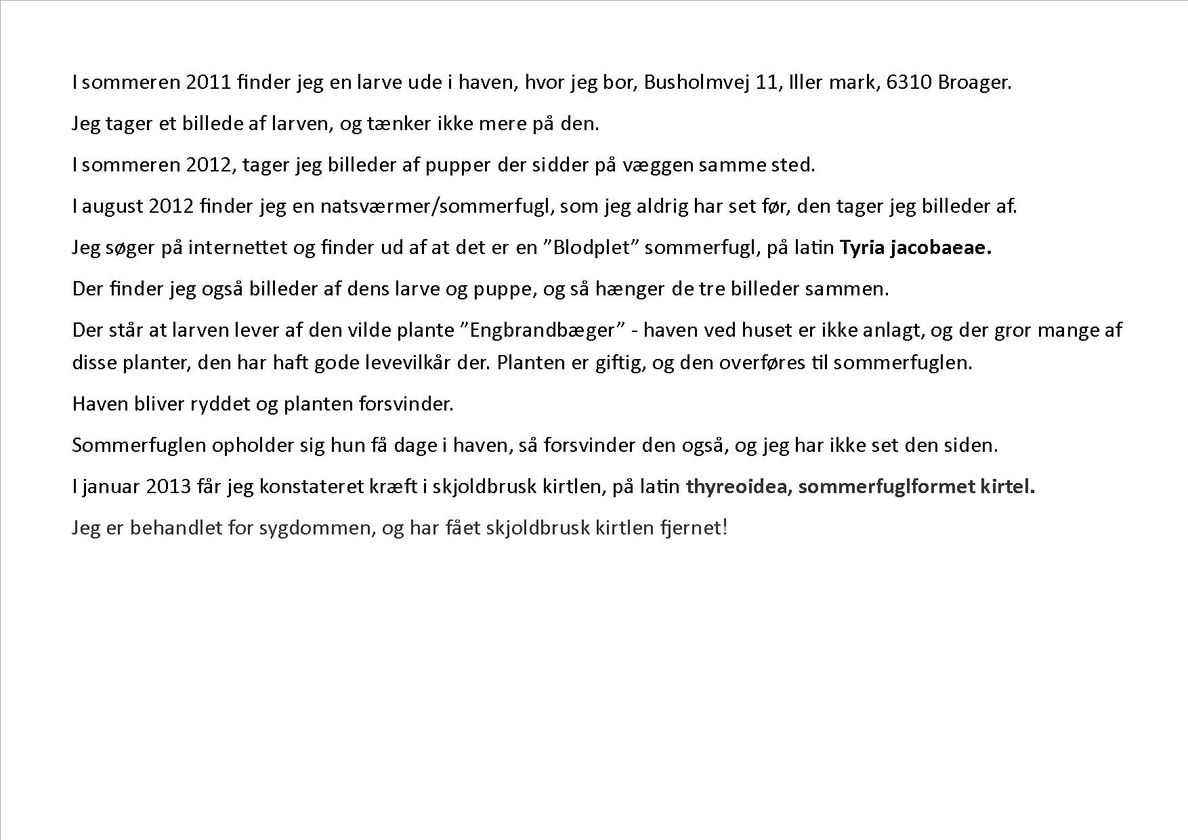 Blodplet sommerfugl 4
