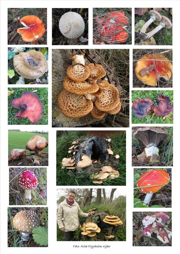 Svampecollage 