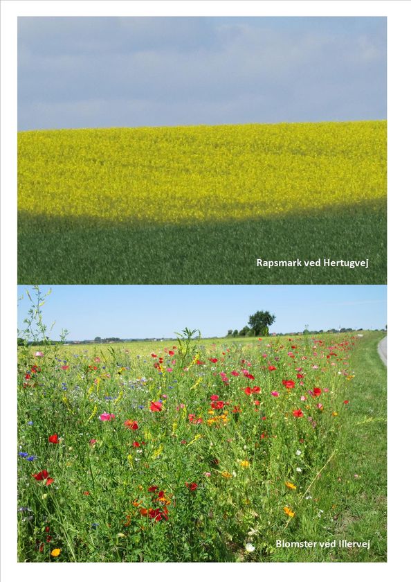 Naturkunst 3
