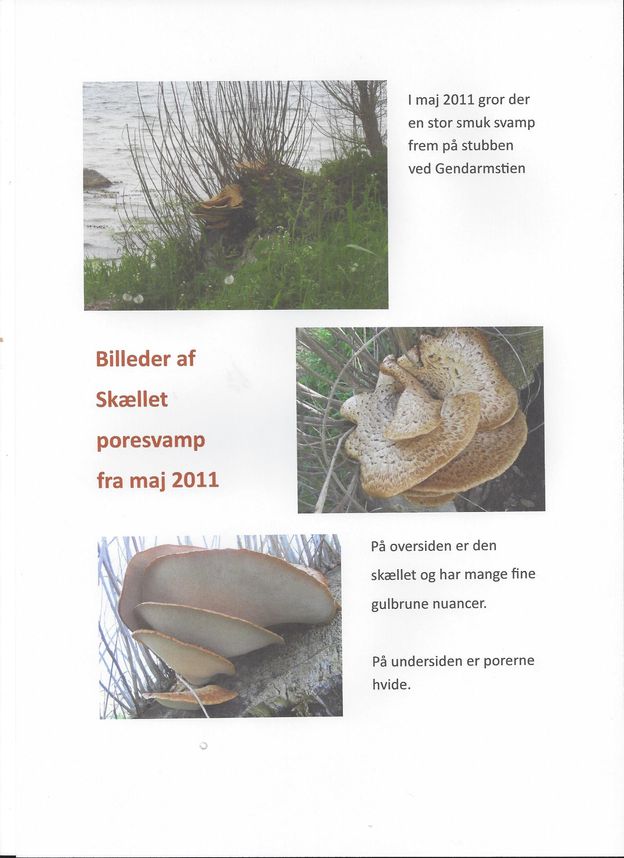 3 Skællet poresvamp