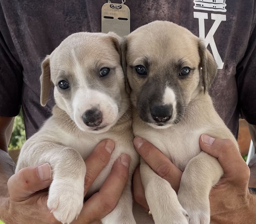 Lily & Willow