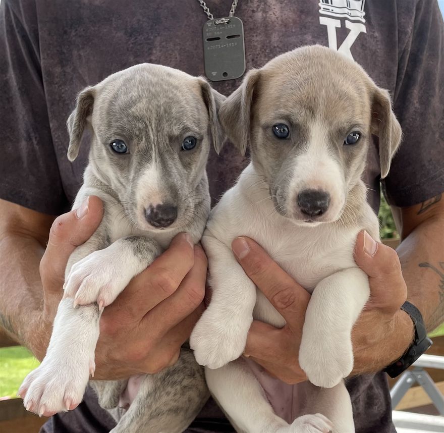 Bluebell & Daisy