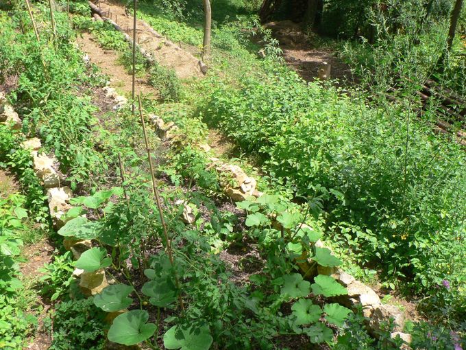 Juillet 2016 - La pente après éclaircissement et mise en place de l'espace de permaculture