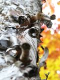 Birch and orange closeup