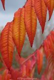 sumac leaves close up