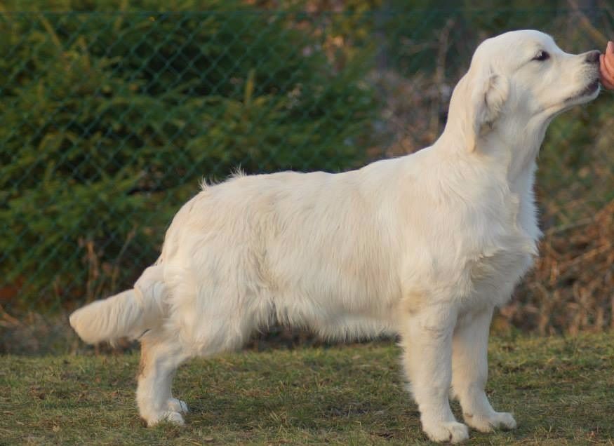 Moonzand Princess Of Star´s, Bizzie 6 mån gammal