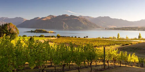Nya Zealand – nya stjärnan