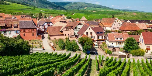 Alsace – vita viner i världsklass