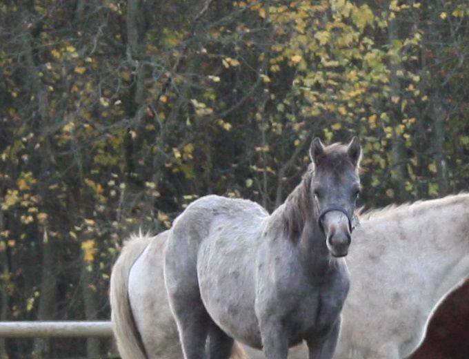 Glencarrig Sophia (Manor Duke/Glencarrig Countess) ankommet 11-11 2020. På billedet sammen med hendes nye legekammerat, Tolka, og Marge Rowley
Til salg