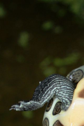 Mauremys sinensis.