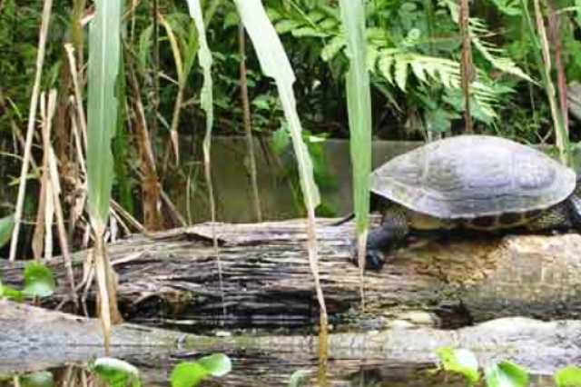 Chinese striped-neck turtle (Mauremys sinensis) der solbader.