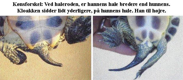 Her kan du tydelig se, forskellen på de to køn. Hannens hale fylder hakket ud, i bugskjoldet/plastron. Hannen har et svagt konkavt bugskjold.