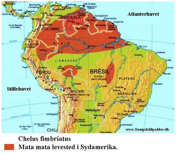 Den lever i Sydamerika, i det nordlige Bolivia, østlige Peru, Ecuador, østlige Colombia, Trinidad og Tobago, Venezuela, Guyana, Surinam og i det nordlige og centrale Brasilien.
Skildpadden er rapporteret set, i det sydøstlige af Florida. Men, at den skulle have ynglet der, har vi endnu ikke fået bekræftet. Skildpadden er udsat i området, det er sikkert i forbindelse med køb, af skildpadden i en dyrehandel og herefter er blevet for stor, for dens ejer.