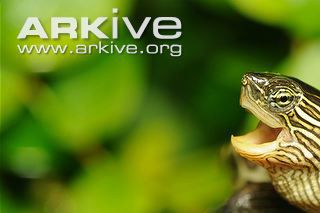 Chinese stripe-necked turtle (Mauremys sinensis)