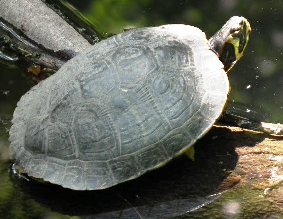 Hybrid Rødøret og Guløret terrapin