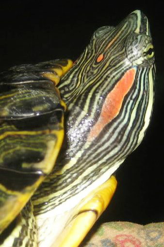 Hybrid Rødøret og Cumberland terrapin