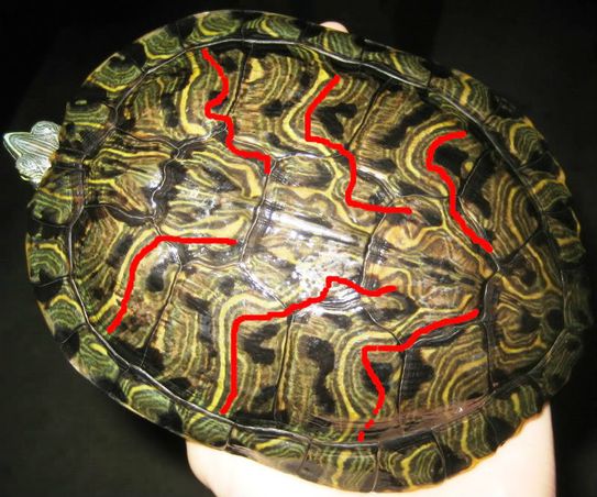 Cumberland terrapin