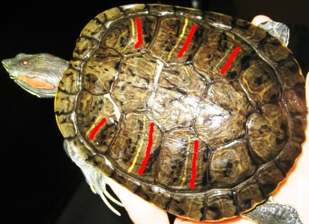 Rødøret terrapin.