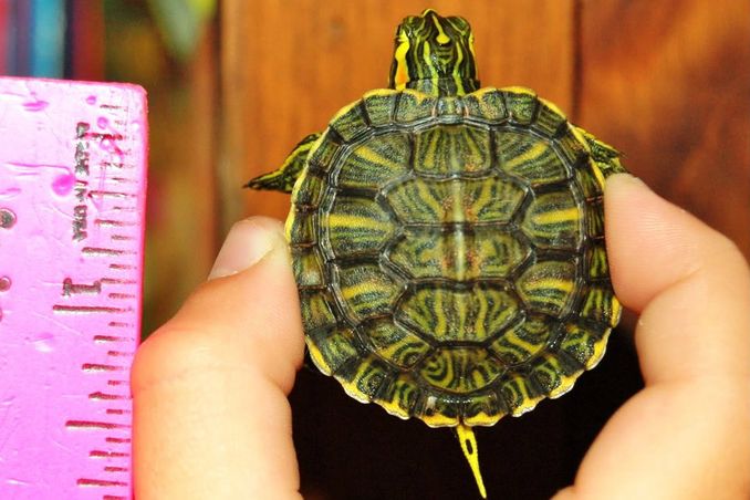 Hybrid Cumberland og Rødøret terrapin.