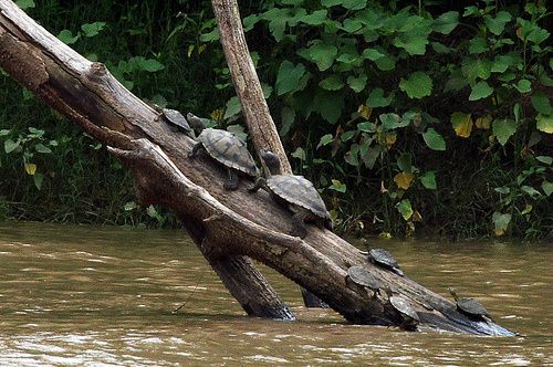 Graptemys pseudogeographica kohnii - Mississippi Map Turtle