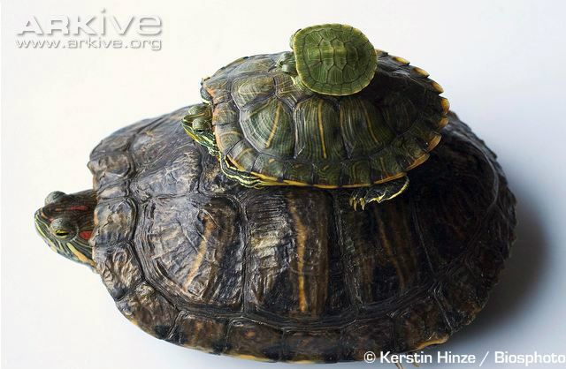 Terrapiner bliver store.