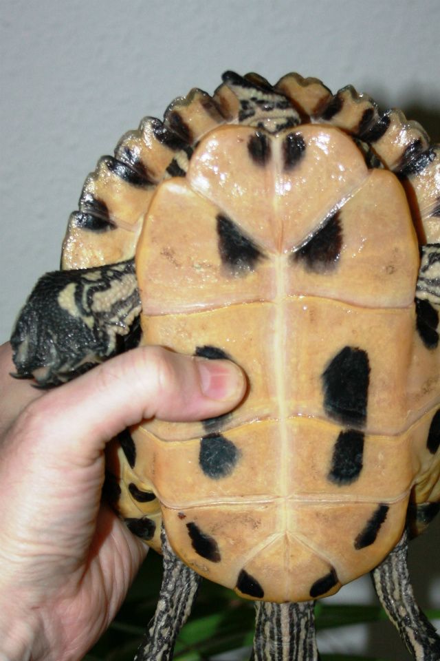 Skildpadden hænger helt slap og livløs. Her forsøger vi, at redden en druknet skildpadde. Ved, at lade skildpaddens hoved, hænge ned, mod gulvet. Så vand, kan løbe ud af skildpadden. - Vi forsøger, med to fingre at klemmer let om skildpaddens hals og derved trække vand ned mod hovedet og ud af gabet på skildpadden. Det gør vi flere gange, indtil der ikke kommer mere vand ud. Nu kan man forsøget at stoppe her eller prøve forsigtig med kunstigt åndedræt, gennem et sugerør.
Denne skildpadde blev reddet, selv om det så håbløst ud.