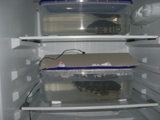 Sumpskildpadder i hver deres plastikboks, med låg, hvor de ligger i dvale til foråret.