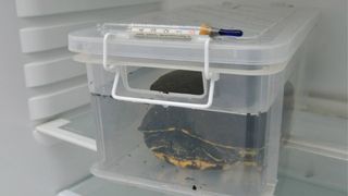 Sumpskildpadden er nu lagt i, en plastikkasse med vand og et låg over sig. Du kan bore nogle huller i låget, hvis du vil.