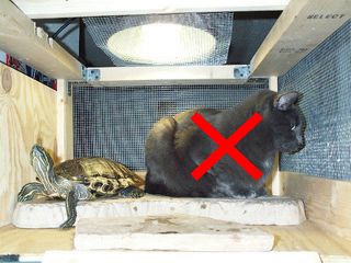 Katten er på besøg, det er måske ikke det mest heldige.