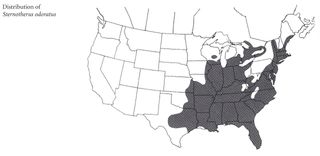 Levested for Sternotherus odoratus.
Distribution of Sternotherus odoratus.