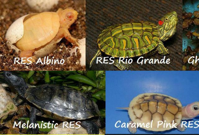 Der findes et hav, af terrapin mutationer.