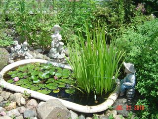 Badekar dam fungerer ikke til sumpskildpadder, at overvintre i! Tag dine moskusskildpadder ind vinteren over. Moskusskildpadder kan ikke kravle op af de glatte sider, der skal være flere muligheder for dem at klatre op. Det er livsvigtigt.