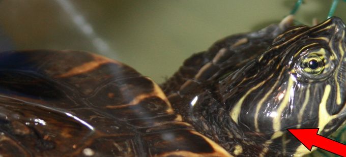 Her sidder øret. Sumpskildpaddearten cooter.