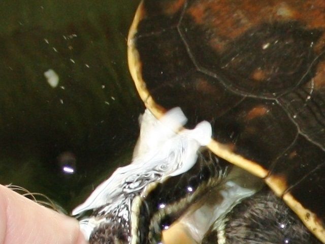 Det er hyggeligt, at håndfodre sine sumpskildpadder. SkildpaddeShop.dk