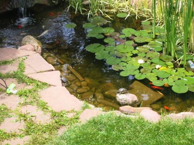 Enhver dam kan have glæde af et par sumpskildpadder. Du skal bare huske, at dammen skal sikres, så sumpskildpadder ikke ender deres liv, ude i naturen.