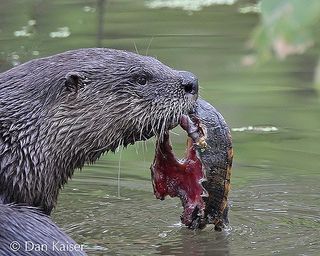 Odder æder en sumpskildpadde. Fotograf Dan Kaiser.